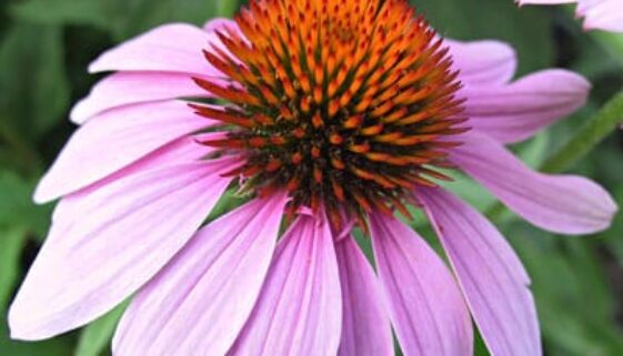 echinacea