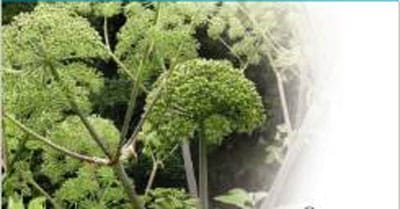 Buchbesprechung Magel 180 Westliche Krauter