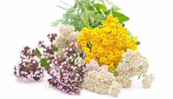 medicinal-herbs-2023-11-27-05-12-20-utc-2