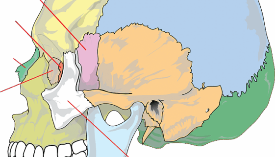 Schädel
