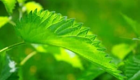 stinging-nettle-474351_1280