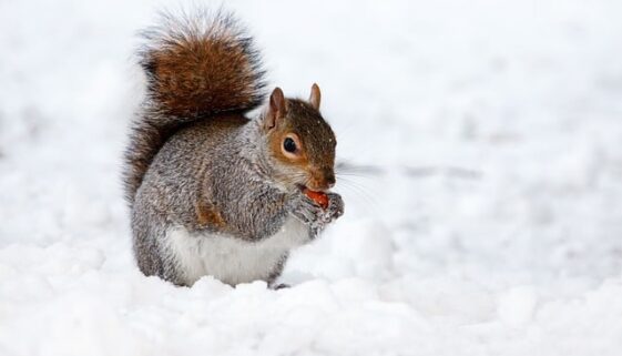 animal-17854_640