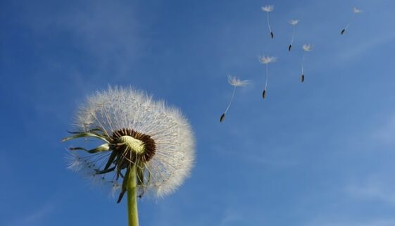 dandelion-463928_640