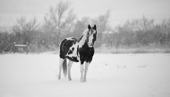 winter-1090649_640