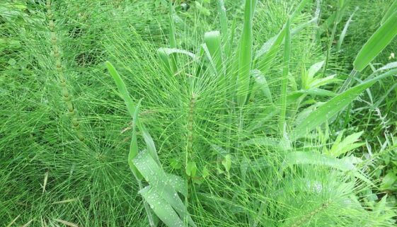 horsetail-409266_640