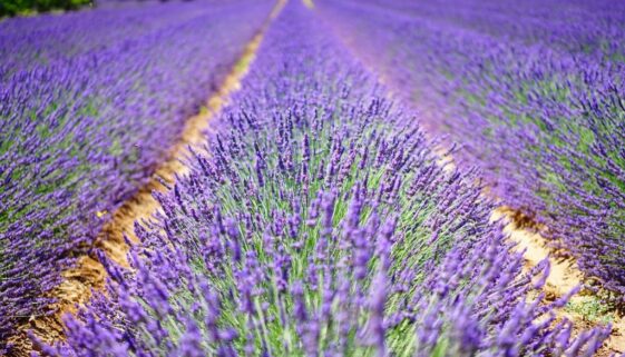 Lavendel
