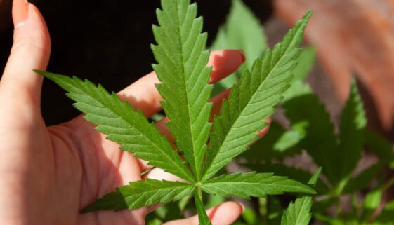 cannabis