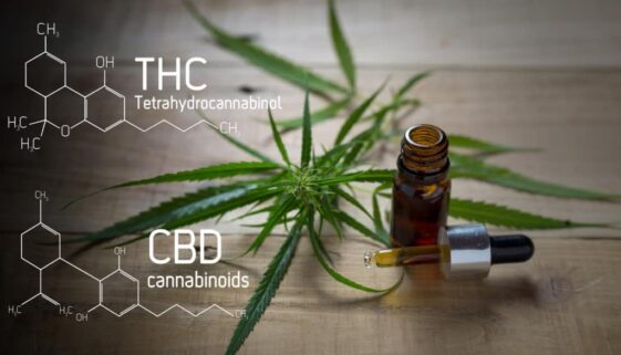 CBD_Bonin