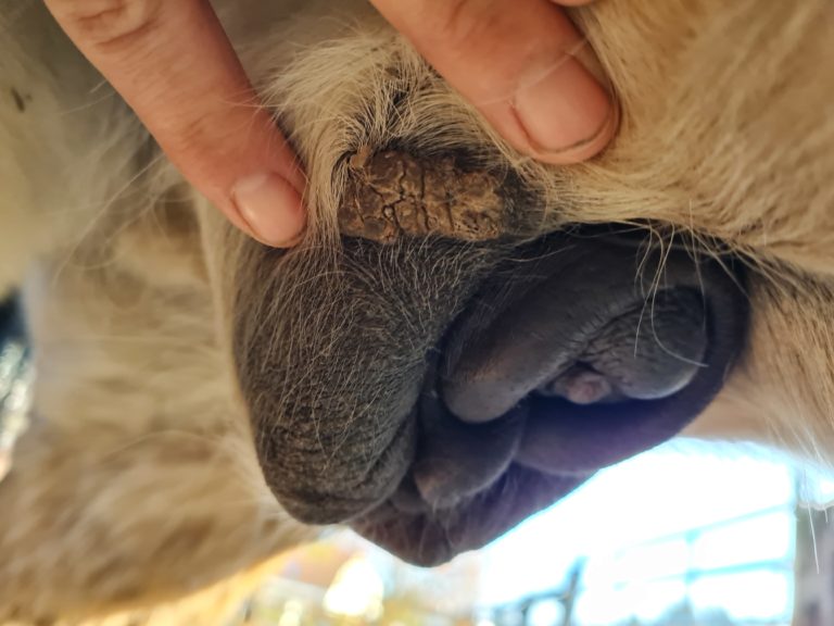 Equine Sarkoide behandeln mit chinesischen Phytorezepturen - naturmed-Fachbuch-Blog