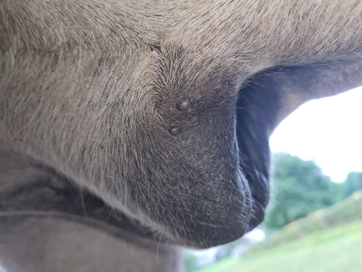 Pferd Schlauchtasche Geschwollen Was Tun www.naturmed.de