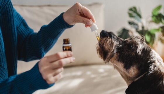 pet-dog-taking-cbd-hemp-oil-canine-licking-canna-2023-11-27-05-02-50-utc-2