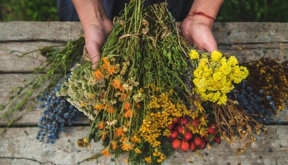a-woman-holds-medicinal-herbs-in-her-hands-select-2024-03-12-18-52-08-utc-2