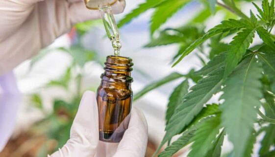 drop-hemp-oil-cannabis-extract-cbd-medical-product-2023-11-27-04-49-45-utc-3