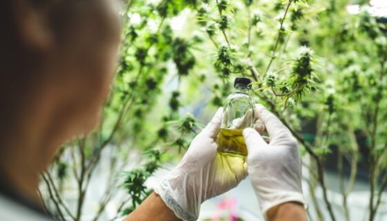 medical-scientist-with-cannabis-hemp-research-in-m-2023-11-27-05-20-17-utc-2