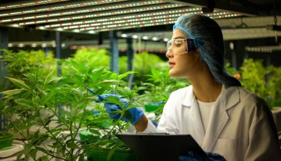 woman-scientist-at-cannabis-farm-with-a-cannabis-p-2023-11-27-05-27-58-utc-2
