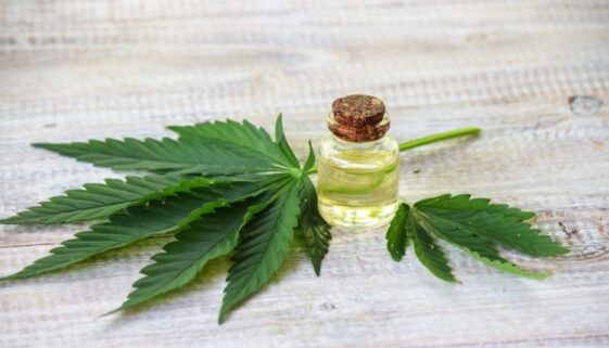 cannabis-herb-and-leaves-for-treatment-broth-tinc-2023-11-27-05-05-33-utc-2