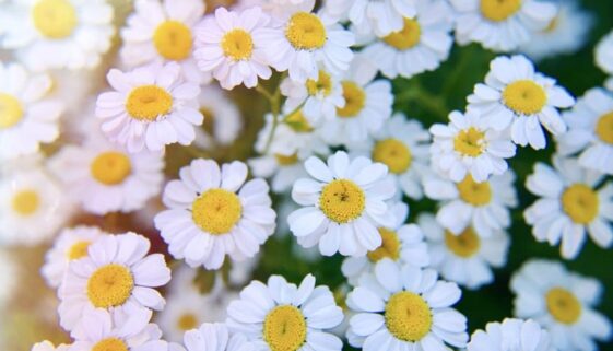 lots-of-little-wild-medicinal-daisies-in-sunlight-2023-11-27-04-50-04-utc