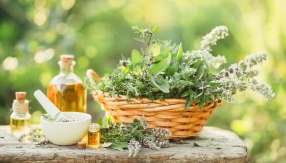 medicinal-plants-in-the-basket-2023-11-27-05-08-50-utc-2