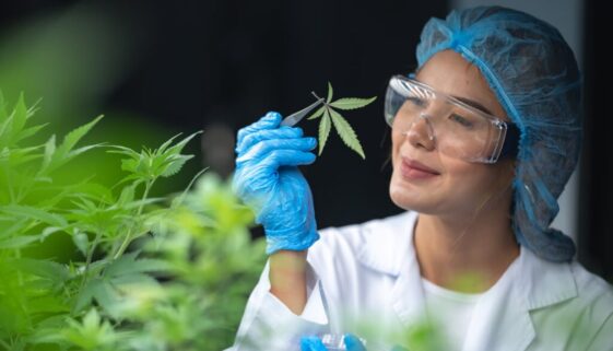 grow-facility-for-cannabis-hemp-plants-farm-for-hi-2023-11-27-05-06-37-utc-2