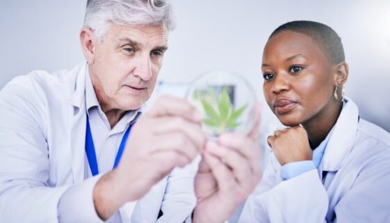 cannabis-petri-dish-and-scientist-people-for-rese-2023-11-27-04-57-32-utc-2