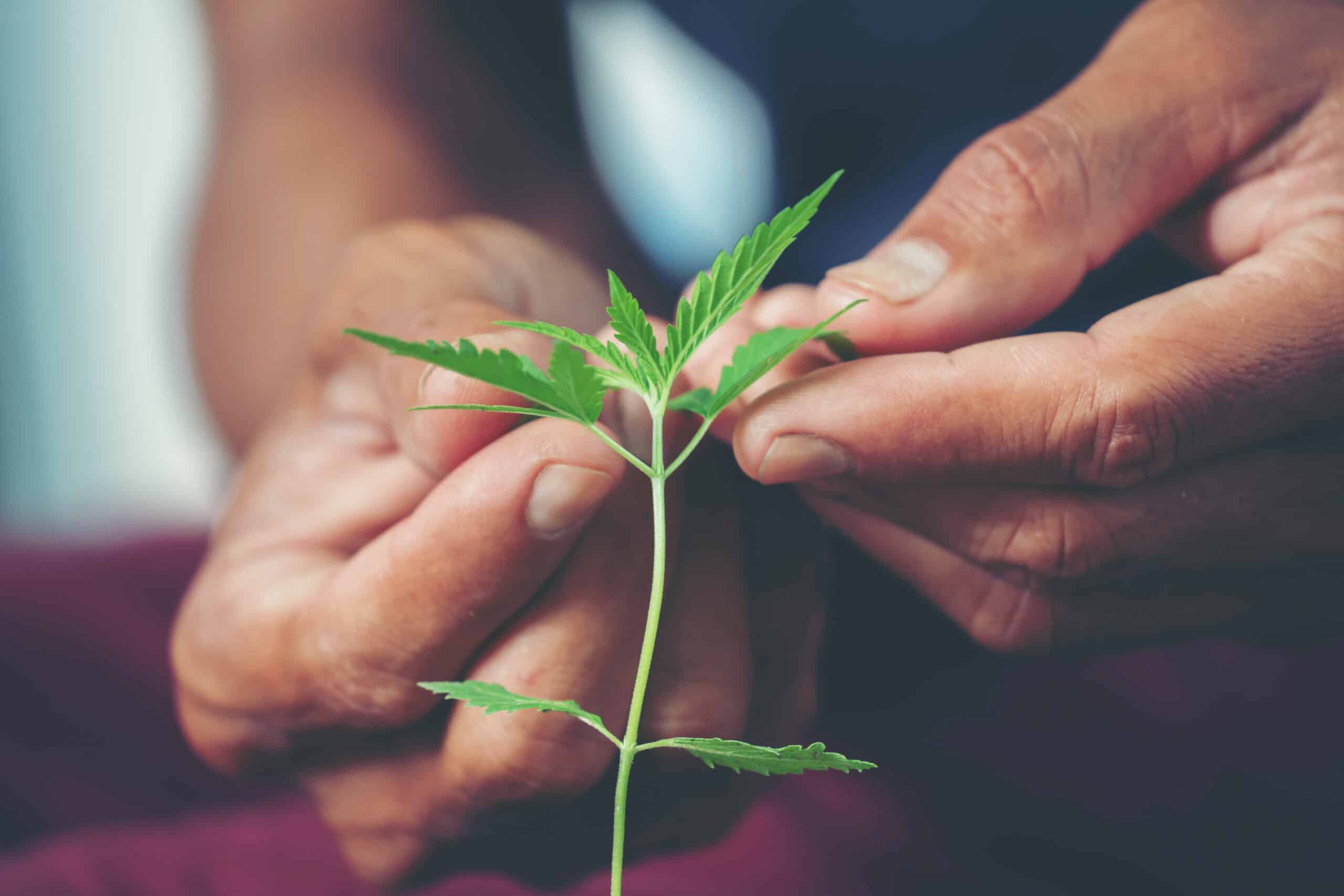 Hand mit Cannabis-Pflanze