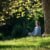 woman-meditating-in-a-park-by-a-tree-2026-03-09-03-25-04-utc-2