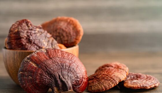 Heilpilz Reishi