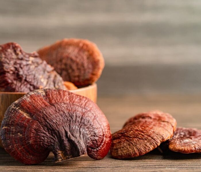 Heilpilz Reishi