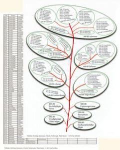 Cards Plant theory – tree